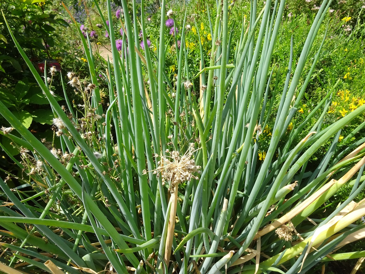 Allium cepa (Amaryllidaceae)
